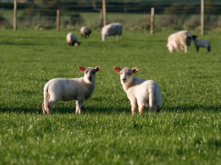 Two healthy lambs on green pasture facing camera