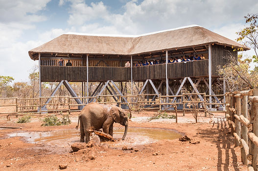 Elephant-Viewing-Hide-17-email.jpg