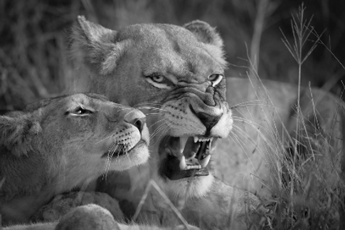 Lioness and Cub.png