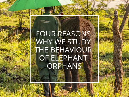 Four reasons why we study the behaviour of elephant orphans