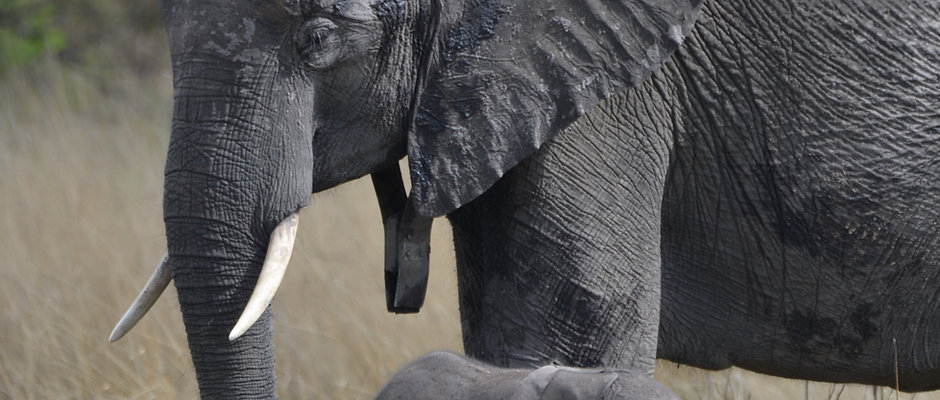 Name a Baby Elephant - Prize Draw Entry