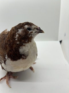 Thumbnail: Assorted Coturnix Quail