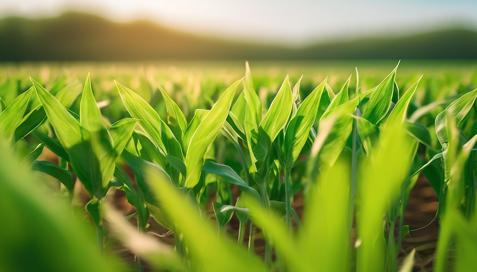 Sostenibilidad Agrícola: Prácticas para el Futuro