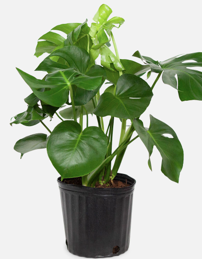 Thumbnail: Swiss Cheese Plant (Monstera Deliciosa)