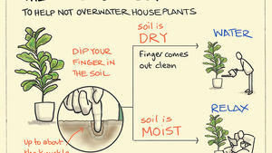 How to Check If Your Plant Needs Water: 3 Simple Methods