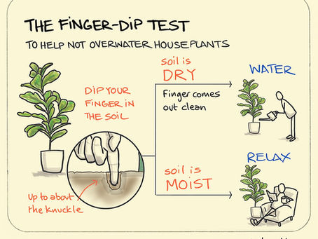 How to Check If Your Plant Needs Water: 3 Simple Methods
