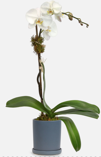 Thumbnail: White Orchid Plant (Phalaenopsis)