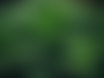 Indoor Plants: A Guide to Maintenance and Care Tips