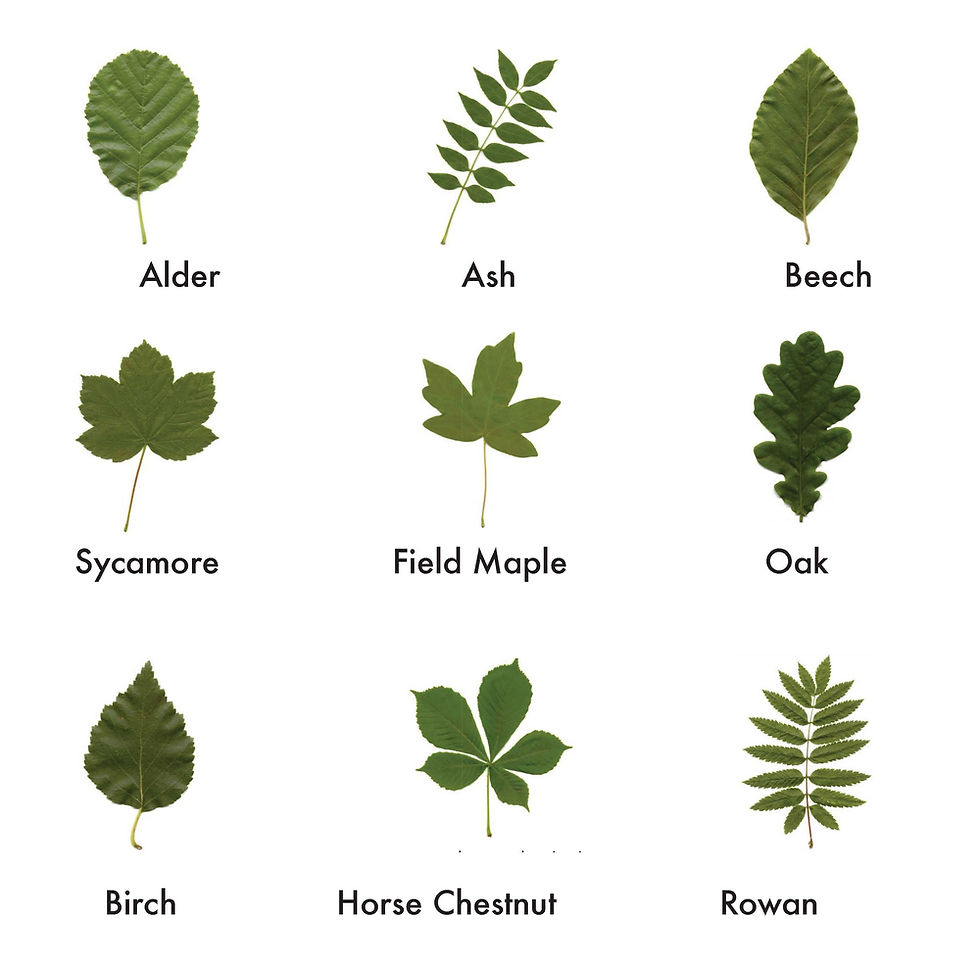 leaf+sheet