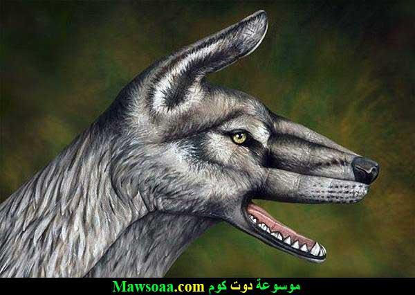 رسم-ذئب-على-اليدين