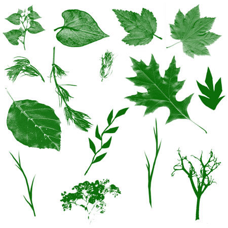Leaves_and_Trees