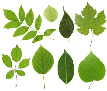 types-of-leaves