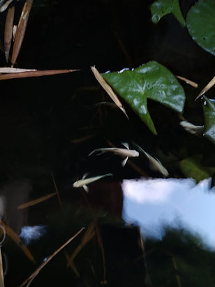 WhatsApp Image 2025-10-17 at 12.41.03 PM (1).jpeg