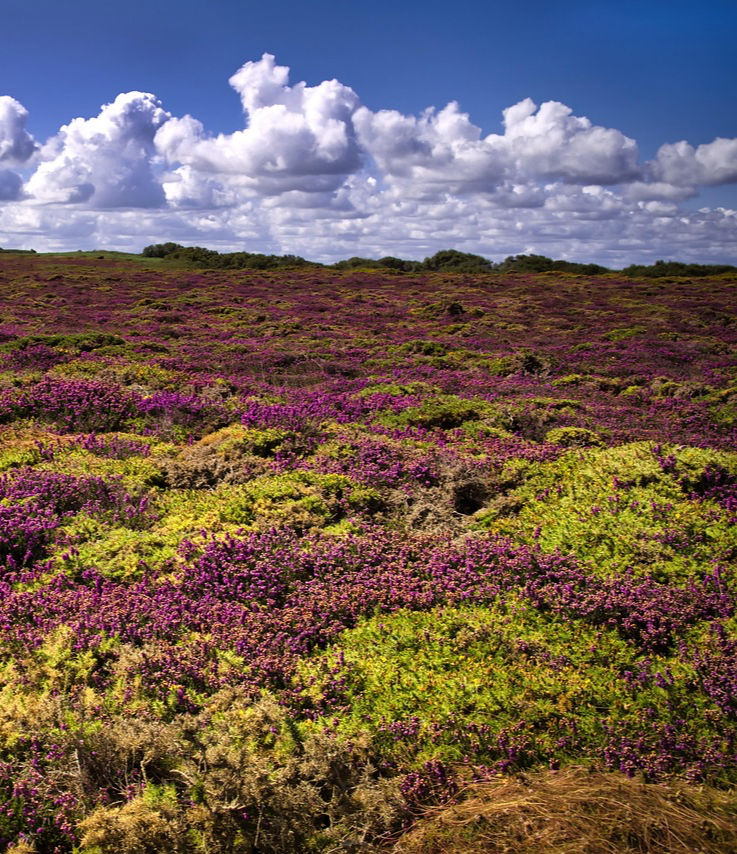 Paysage naturel Breton