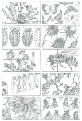 Various insects and plants