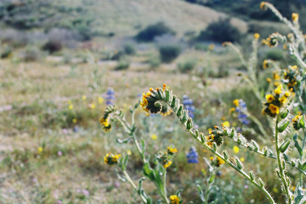 Reiki 1 - Group Training & Attunement