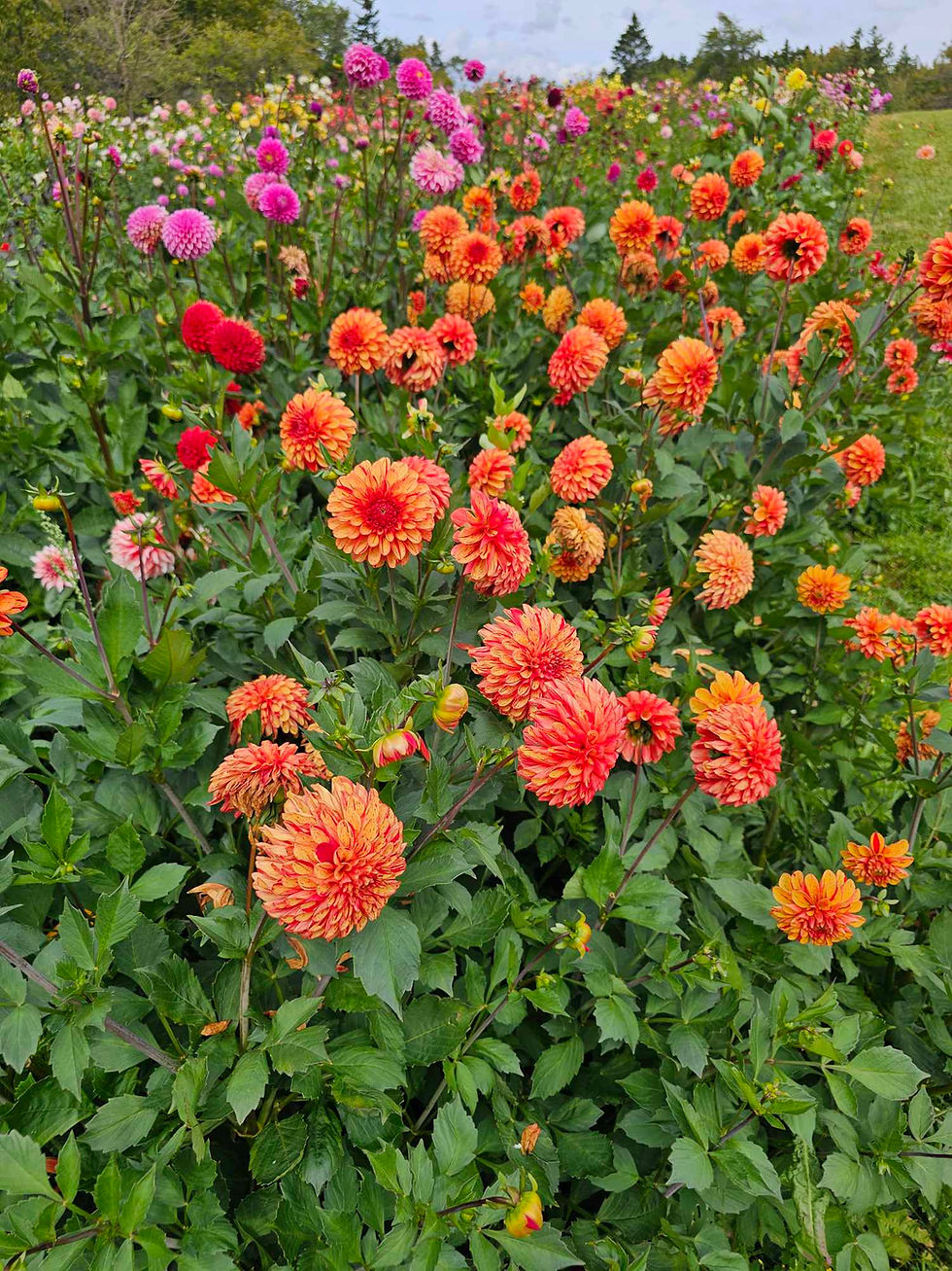 Thumbnail: WD Goldfinch