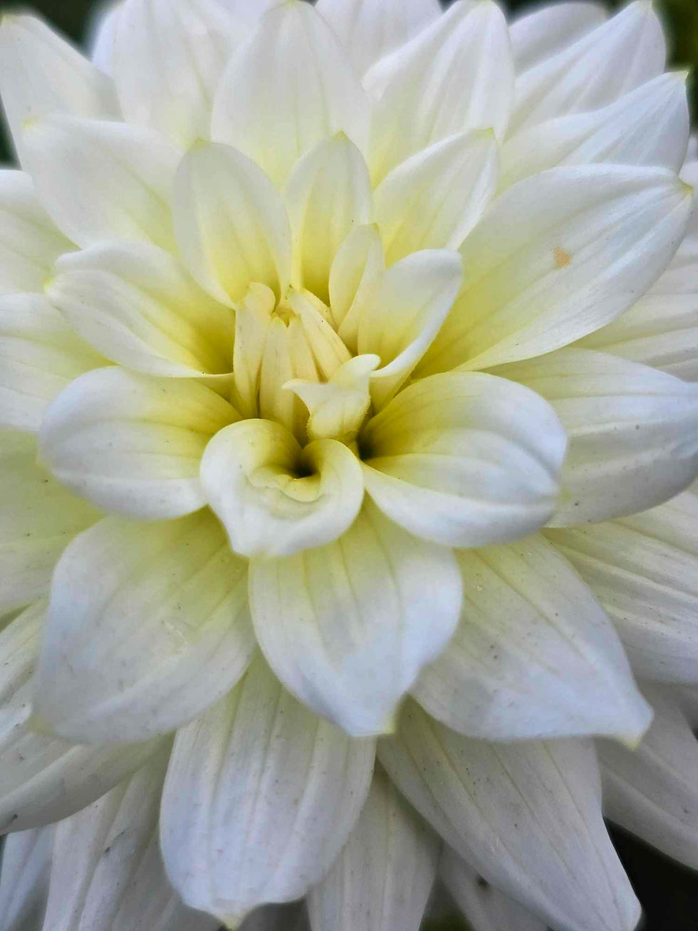 Thumbnail: Moonstruck