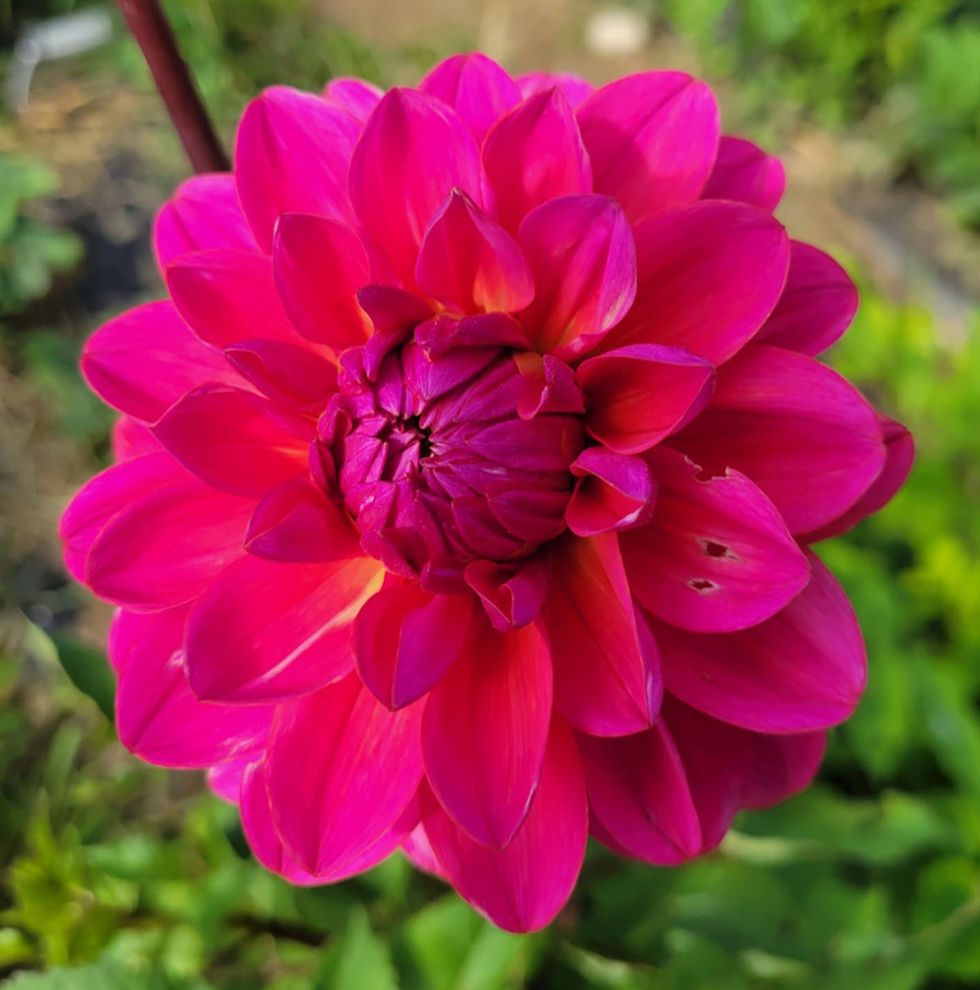 Thumbnail: Karen's Envy