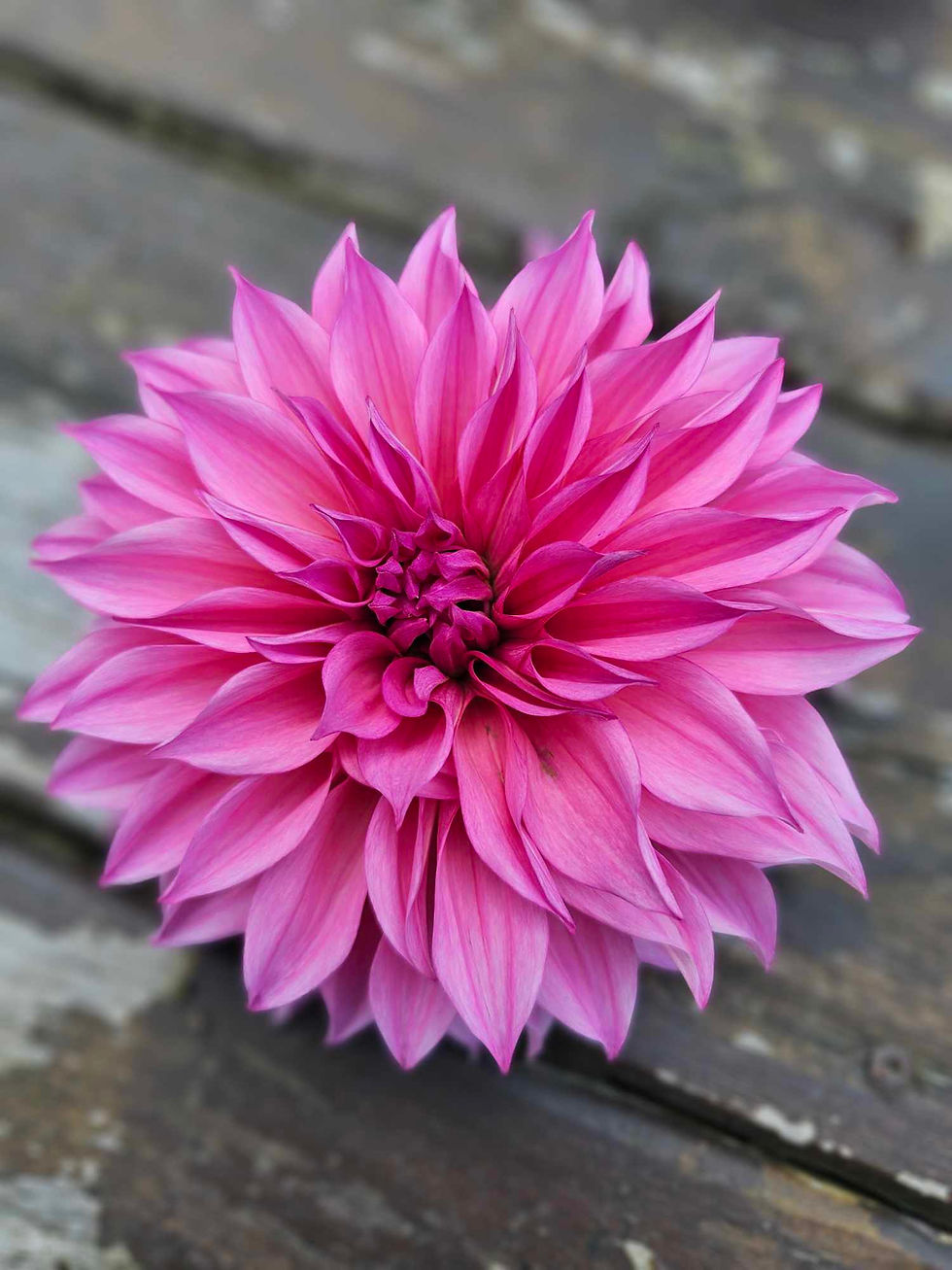 Thumbnail: Cafe Au Lait Rose