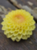 Thumbnail: Winholme Diane