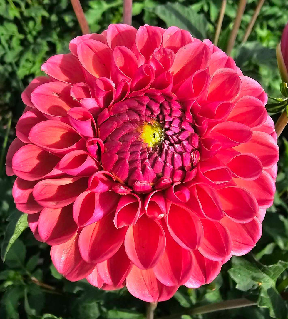 Thumbnail: Amethyst Glow