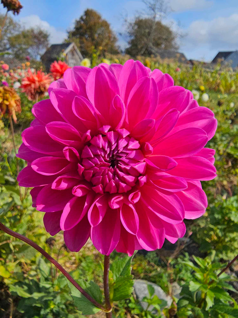 Thumbnail: FGL Guy Laine B