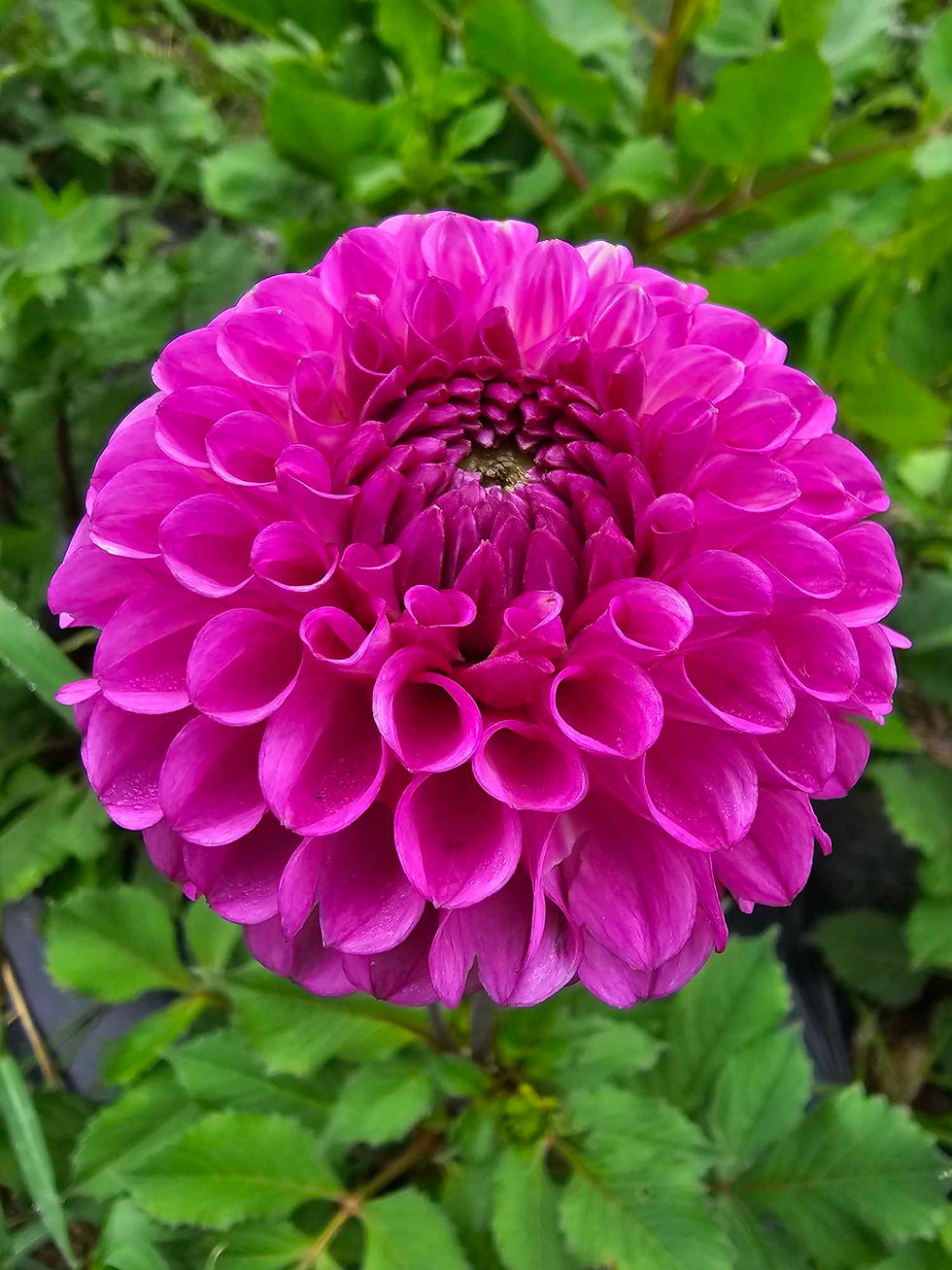 Thumbnail: Ferncliff Violet