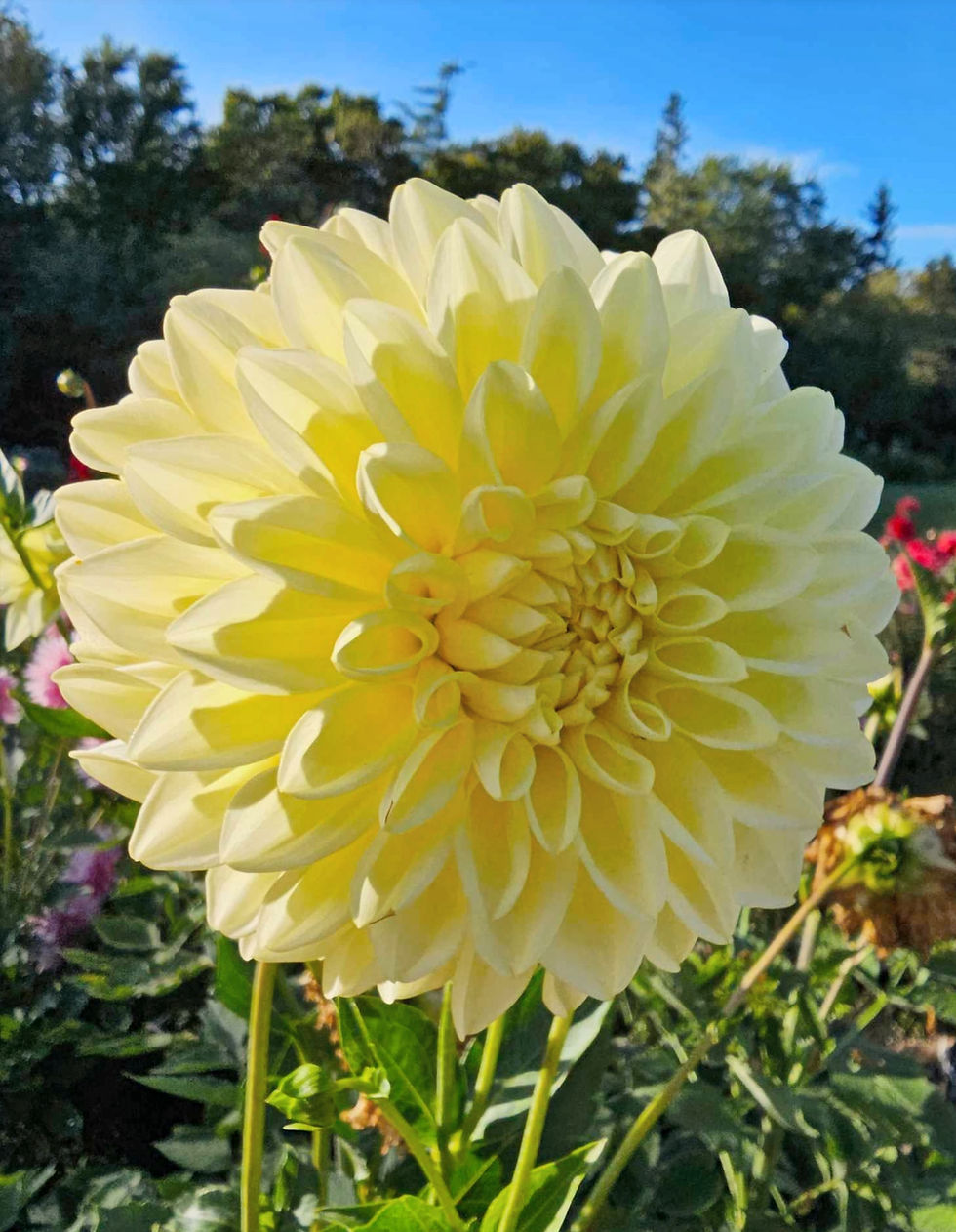 Thumbnail: Bowser Butter