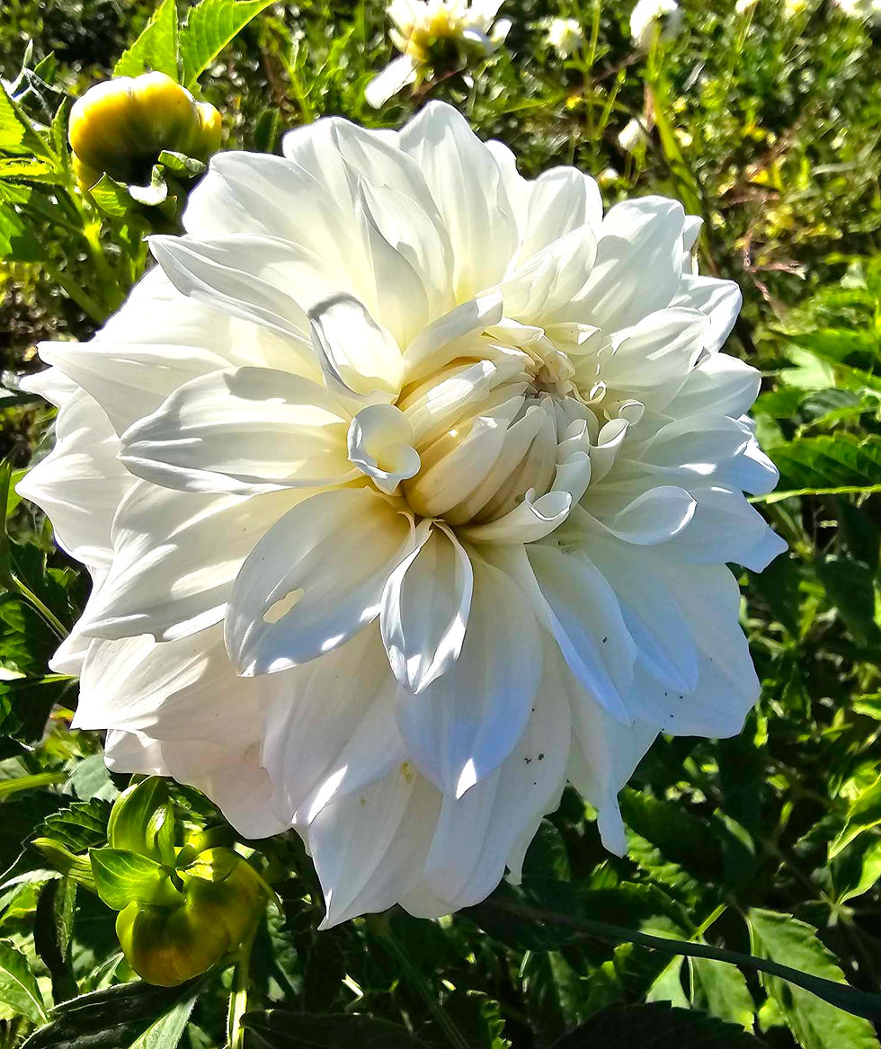 Thumbnail: Sterling Silver