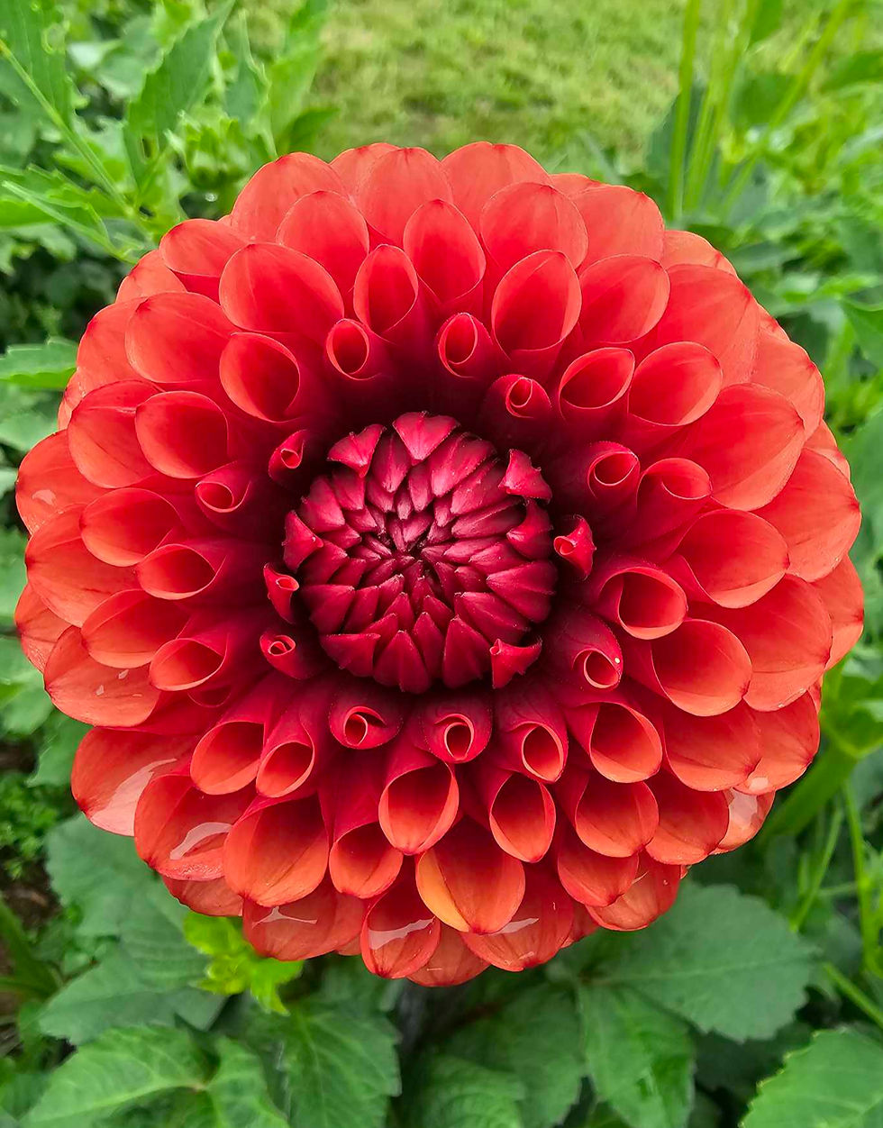 Thumbnail: Brown Sugar