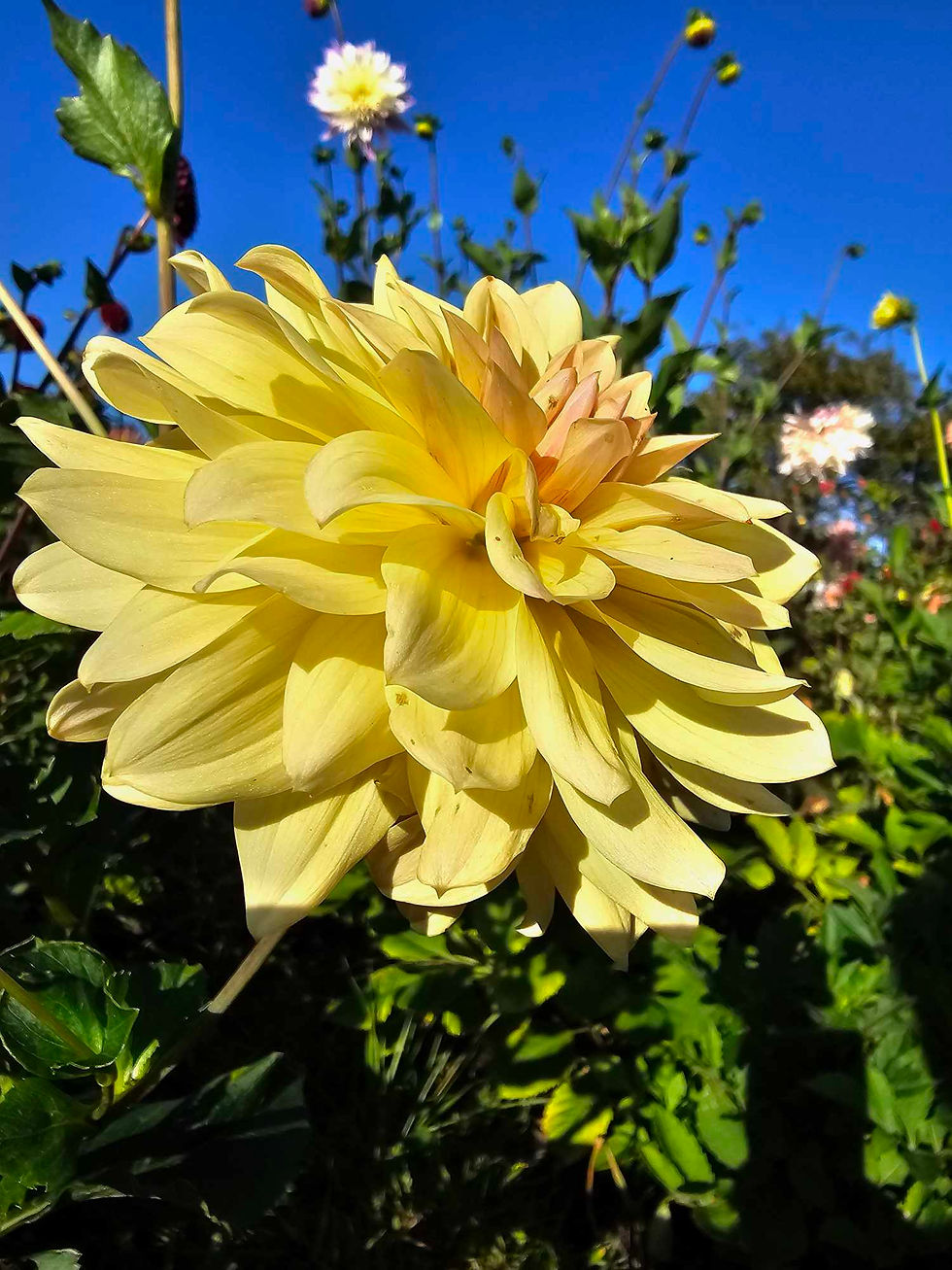 Thumbnail: Canoz Jaguar