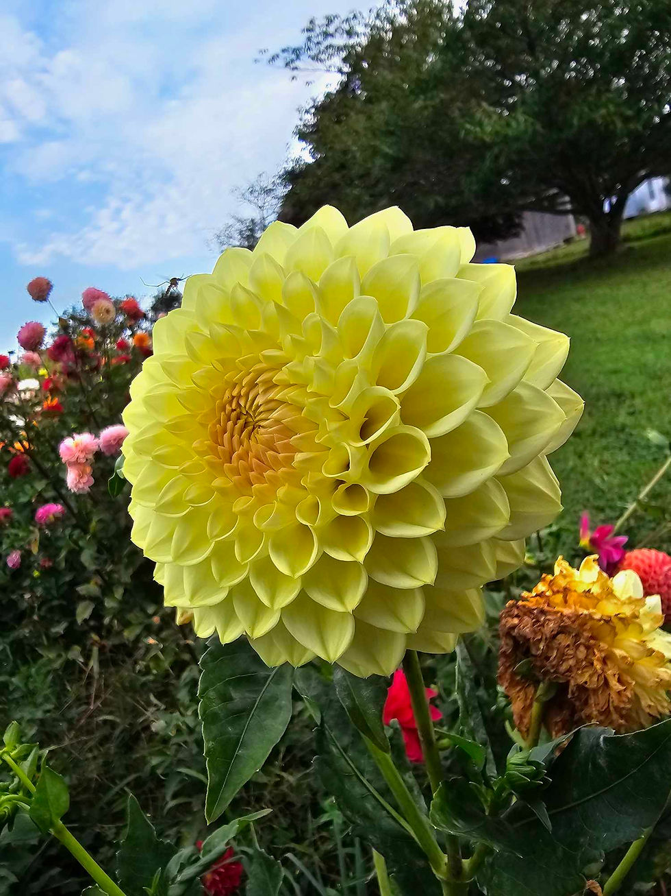 Thumbnail: Winholme Diane