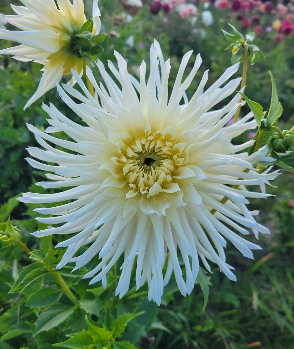 Thumbnail: Snoho Storm