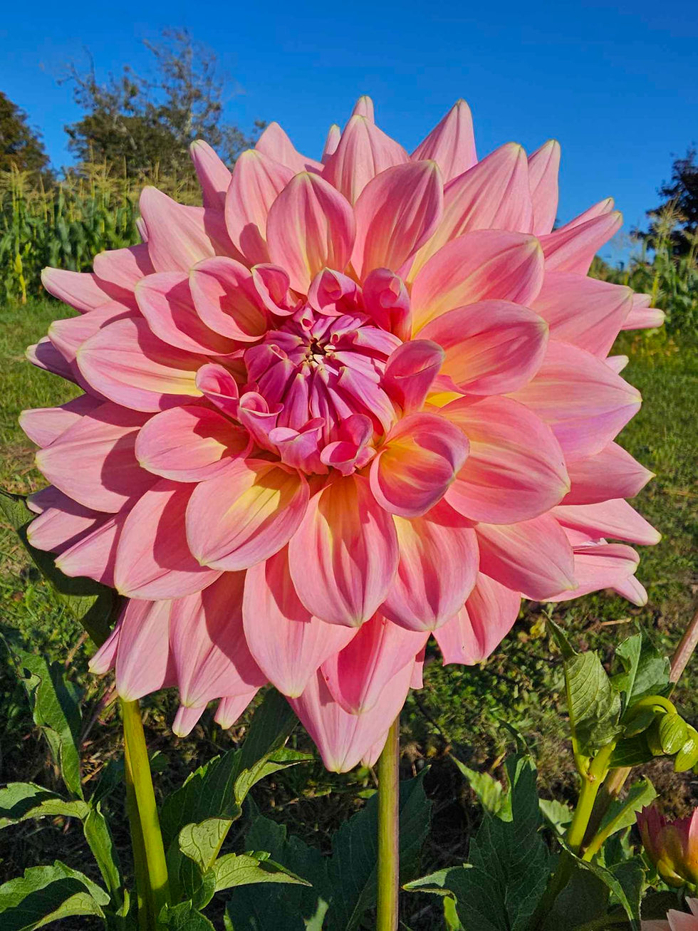 Thumbnail: Strawberry Ice