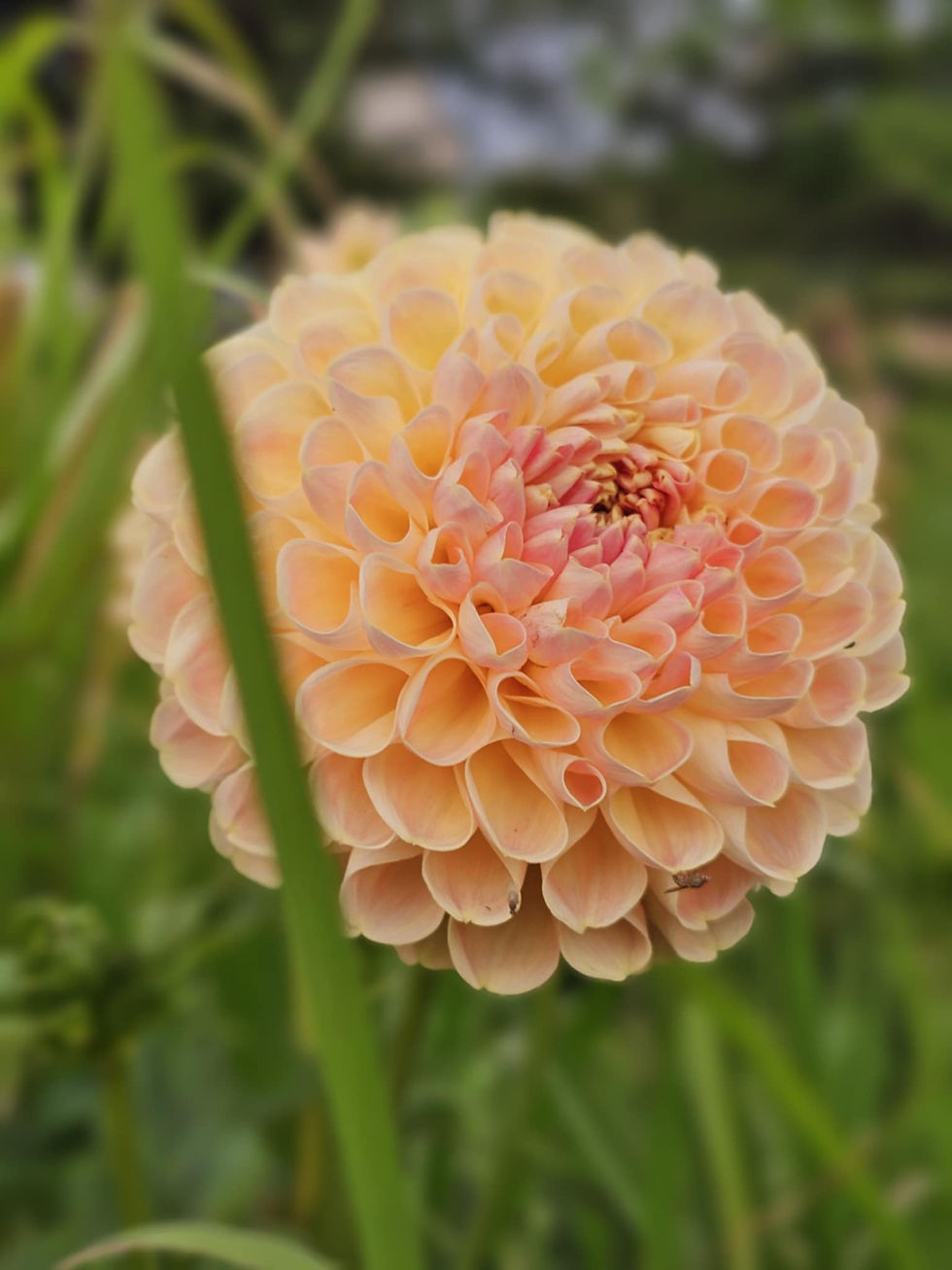 Thumbnail: Crichton Honey