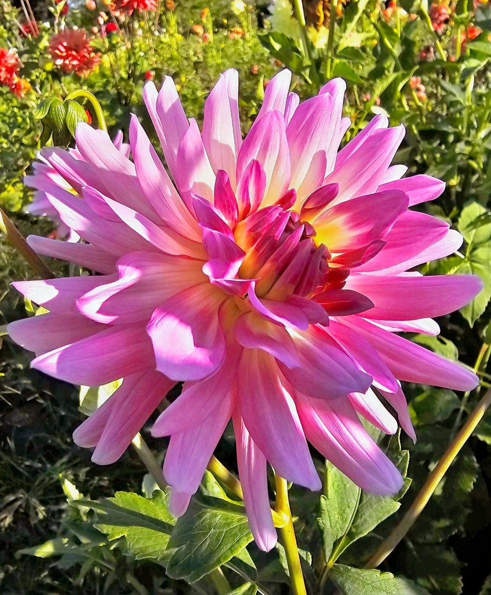 Thumbnail: Bowser Suzanne