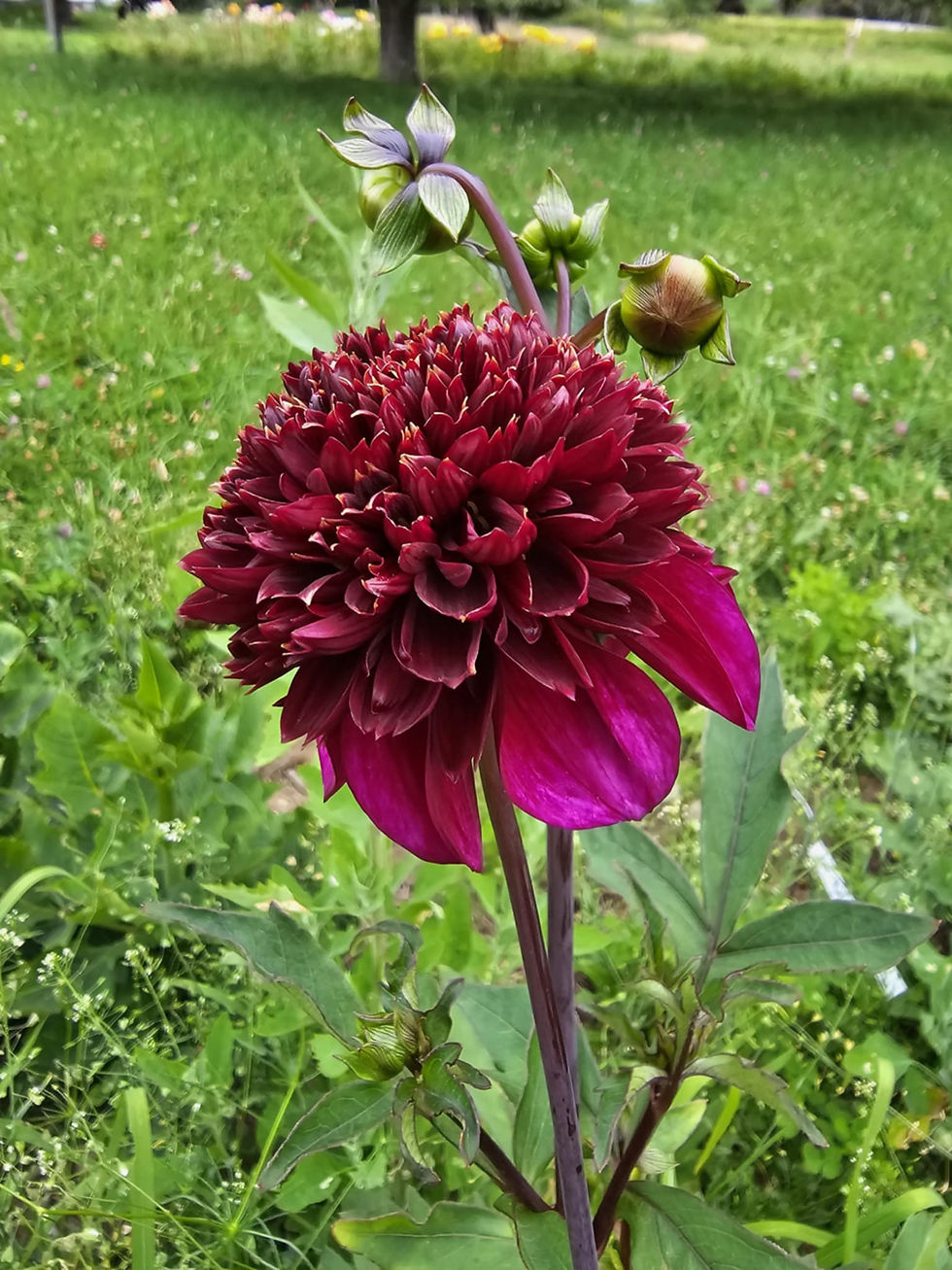 Thumbnail: Aubergine
