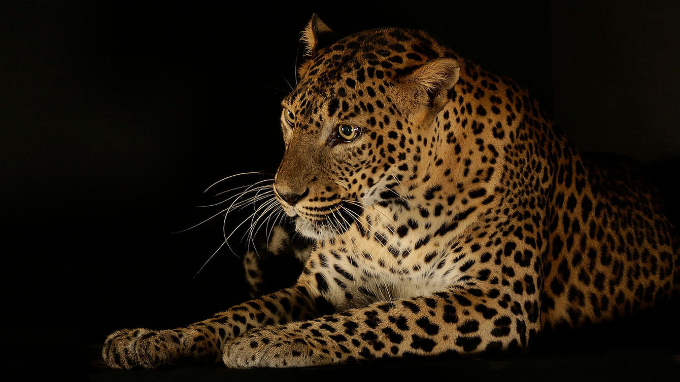 leopards-on-the-prowl-new.jpg