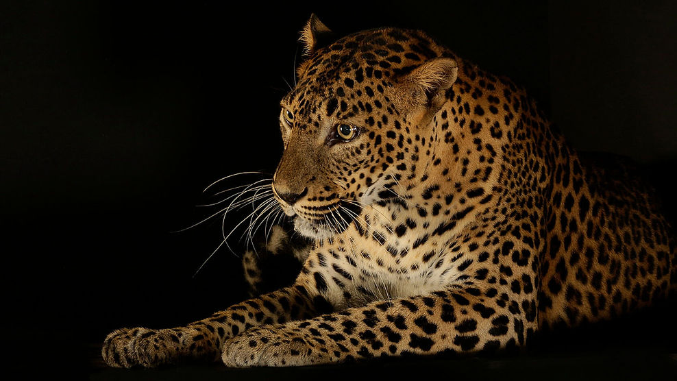 leopards-on-the-prowl-new.jpg