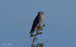 Faucon émérillion / Merlin, Québec