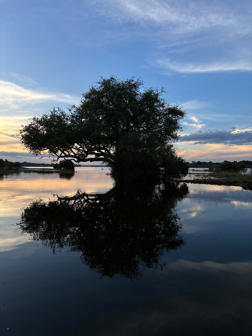 Baum im Wasser bei Sonnenuntergang während einer Botswana Safari