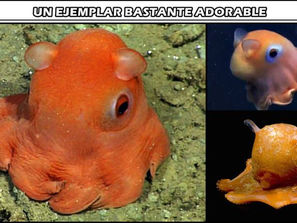 El pulpito de Nemo...