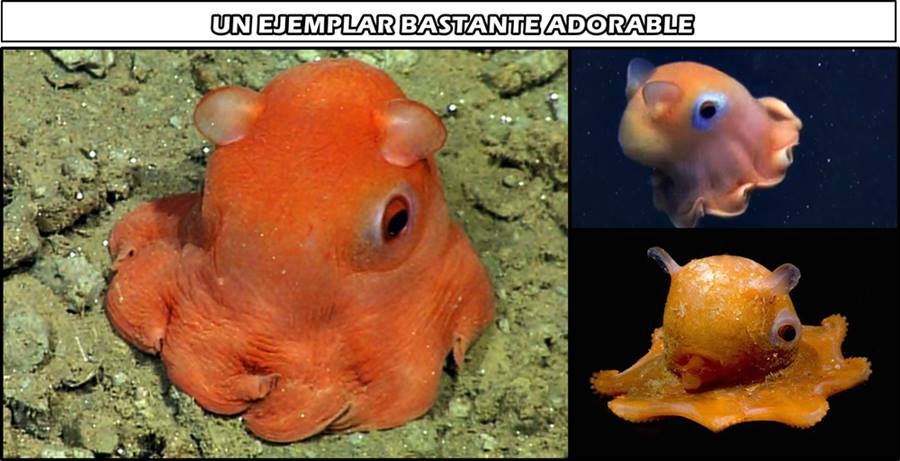 pulpo.jpg