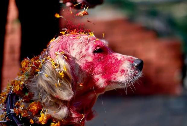 perrito.jpg