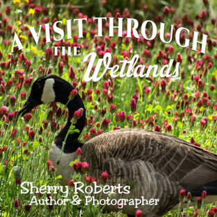 A Visit Through The Wetlands