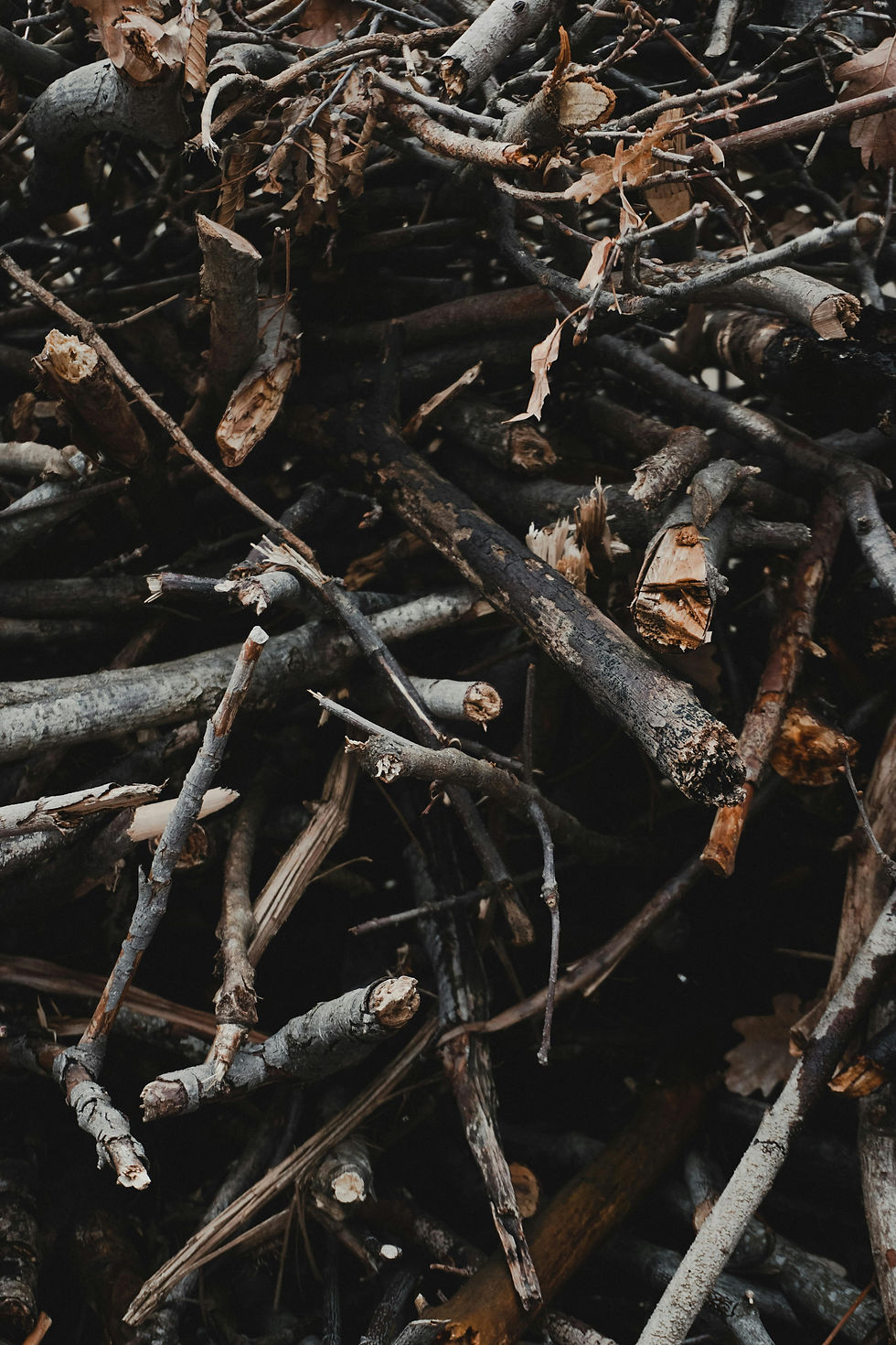 twigs
