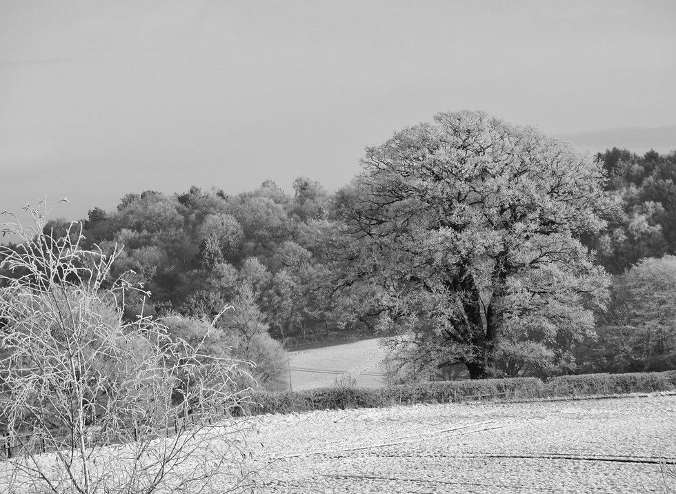 Winter in Dunsley. 29th December 2020.j