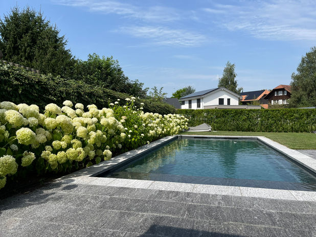 Hortensie 'Annabelle' als schlichte Bepflanzung in modernem Poolgarten. Bern, Biel, Lyss und Murten 