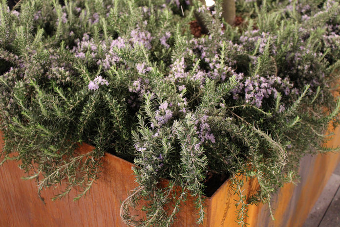 Rosmarinus prostratus in mediterraner Gartengestaltung, Schweiz und Frankreich 